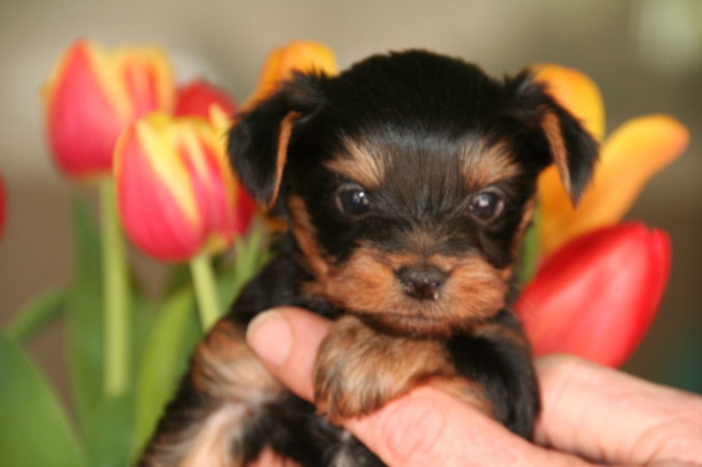 Chiot Yorkshire Terrier du fief Saint Theau
